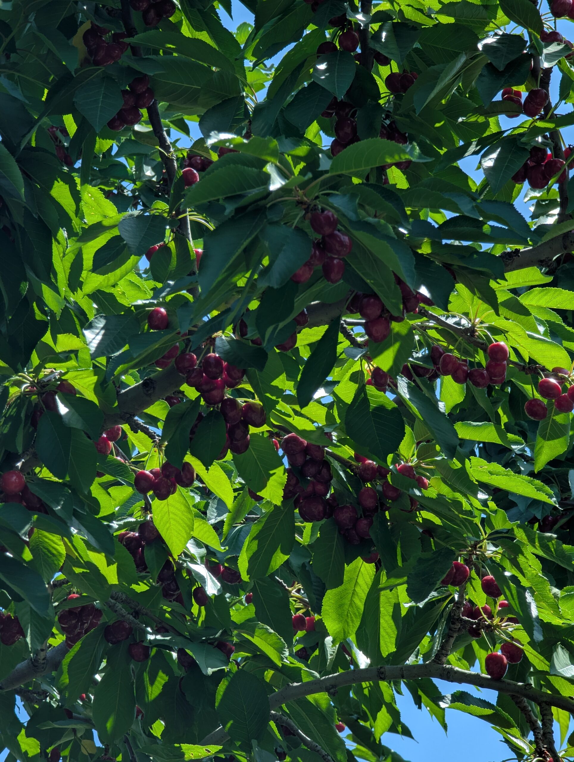 Ripe red cherries growing on a cherry tree with green leaves under blue sky.